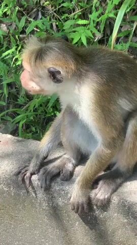 A monkey is sitting on a concrete ledge outdoors. The monkey has light brown fur on its back and head, with white fur on its chest and belly. Its face is light pinkish-tan, and its ears are dark. The monkey's hands and feet are dark. The monkey is facing to the left of the frame, with its head turned slightly towards the viewer. In the background, there are green plants. The lighting suggests it is daytime.
