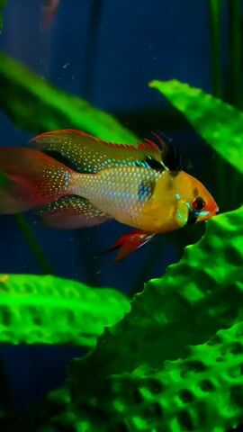The media file is a close-up, vertical video of a vibrantly colored Dwarf Ram Cichlid fish swimming in an aquarium. The fish is predominantly yellow with blue speckles across its body and has red and black accents on its fins and head. It is positioned among lush, green aquatic plants with textured leaves. The background is a deep blue, suggesting the water of the aquarium. The lighting is bright, highlighting the fish's colors and the vibrant green of the plants. The fish appears to be gracefully navigating through the aquatic environment. There is no visible text in the video. The setting is an aquarium, likely indoors, with a focus on the aquatic life and plant decorations. The mood is serene and visually appealing due to the bright colors and the calm movement of the fish.