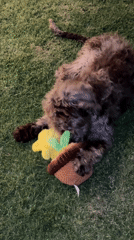 Dog plays with toy on lawn in Mexico backyard