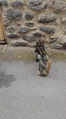 A tabby cat walks along a paved area next to a stone wall and a wooden door. The cat sniffs the ground and a metal grate.