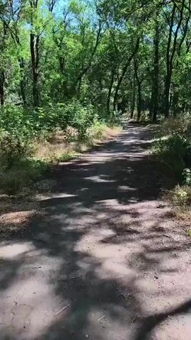 The video shows a dirt path through a forest. The path is surrounded by trees with green leaves, casting shadows on the ground. The sun is shining through the trees, creating dappled light. The path appears to be relatively flat and straight, leading into the distance. There are no people or other significant objects visible in the video. The overall impression is one of a peaceful, natural setting.