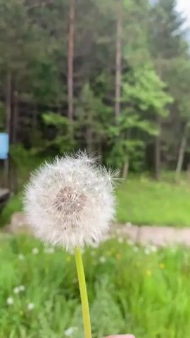 The video shows a close-up shot of a person's hand holding a dandelion seed head. The seed head is mostly intact, but some seeds are detached and floating in the air. The background is blurred but appears to be an outdoor scene with green grass and trees. The lighting suggests it is daytime. The video is shaky, possibly indicating movement of the camera or the hand holding the dandelion.