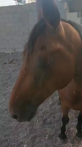 A close-up shot shows the head of a brown horse. The horse's ears are pointed forward and its eyes are visible. The horse appears to be standing on a dusty or gravelly surface with some dried grass scattered around. In the background, a light-colored brick wall is visible. The lighting suggests it is daytime, possibly late afternoon due to the warm tones. There are no other animals or people visible in the frame.