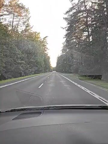 A first-person perspective video shows a car driving down a paved road bordered by trees. The road has white lines marking the lanes. The sky is bright and overcast. There is a dashboard visible in the foreground, suggesting the video is taken from inside the car. The trees on both sides of the road are tall and dense, creating a tunnel-like effect. The lighting suggests it is daytime, possibly late afternoon or early morning due to the soft light. There are no other vehicles or pedestrians visible on the road.