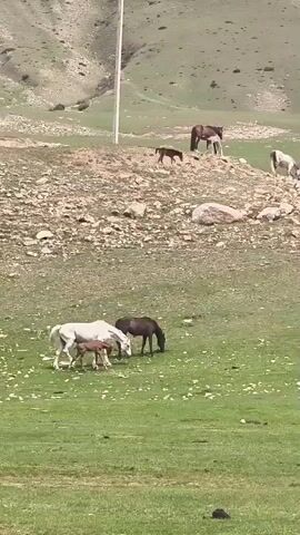 The video shows a scenic view of a lush green field dotted with white specks, possibly flowers. In the foreground, a group of horses, including a white horse, a dark brown horse, and a foal, are grazing peacefully. The foal is small and brown, staying close to its presumed mother, the white horse. In the background, slightly elevated on a rocky terrain, there are more horses. One appears to be brown and is standing with a smaller horse, possibly another foal. Another horse, which looks white, is grazing on the rocky patch. The landscape in the background includes a hill with sparse vegetation, and a utility pole is visible in the distance. The overall scene captures a rural, pastoral setting with horses freely roaming and grazing in a natural environment.