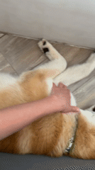 Early morning pet care moments documented in Chaikovsky, Russia