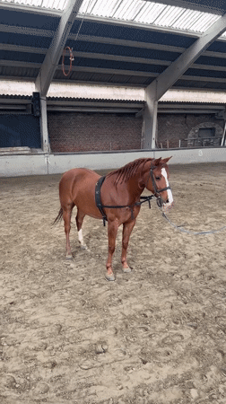 Horse with white markings spotted in Belgian riding facility