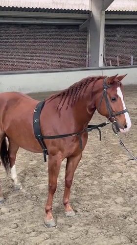 Horse with white markings spotted in Belgian riding facility