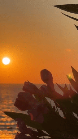 Mediterranean sunset framed through pink oleander, Bat Yam coast