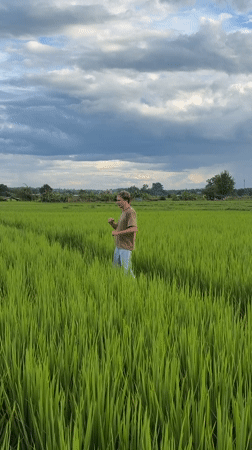 Walking through a green rice paddy in Ban Pong under cloudy skies
