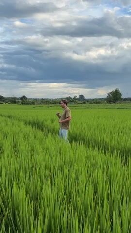 A young man stands in a bright green rice paddy, his back to the camera. He is wearing a tan t-shirt and light blue shorts. The sky above is filled with dramatic, gray clouds. The man's arms are raised and his hands are moving as if he is talking or gesturing. The rice stalks are tall and lush, reaching up to his waist. In the distance, trees and buildings can be seen. The scene appears to be set in a rural area, possibly Asia.
