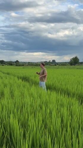 Walking through a green rice paddy in Ban Pong under cloudy skies