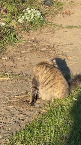 A fluffy brown tabby cat with green eyes is seen walking towards the camera on a dirt path. The cat's mouth is open, with its tongue sticking out, as if meowing. The cat is walking through green grass. The sun is shining, creating a shadow behind the cat. In the background, there are some small white flowers and green plants. The video is short and focuses on the cat.