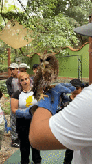 Owl demonstration draws crowd at Cuernavaca ecological park