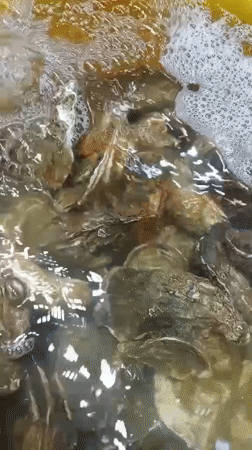 Live seafood vendors operate in Nha Trang market