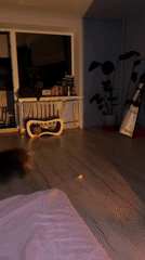 Domestic life moments with cat documented in Ternopil apartment