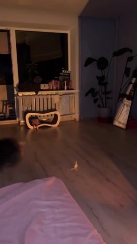 Domestic life moments with cat documented in Ternopil apartment