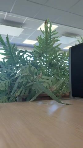 A black purse with a repeating G logo is placed on a wooden desk next to a potted fern. The purse is placed in front of the fern and a computer monitor. The scene is indoors with fluorescent lighting.