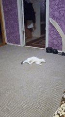 White cat with green eyes rests indoors in Писарёвка