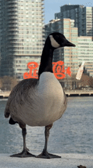 Evening walk through NYC captures geese encounters and landmarks