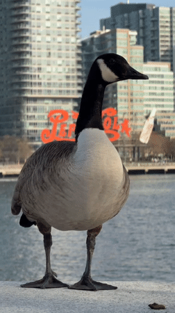 Evening walk through NYC captures geese encounters and landmarks