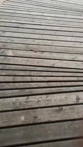 The video shows a wooden boardwalk leading to a body of water. The boardwalk is made of planks of wood and appears to be curved. There are benches and a trash can along the boardwalk. The water is surrounded by trees and vegetation. The sky is overcast.