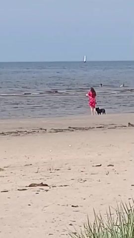 The video depicts a serene beach scene with a calm sea under a clear sky. In the foreground, the sandy beach is dotted with sparse vegetation and debris. The middle ground features a person in a vibrant pink dress standing in shallow water, accompanied by a dark-colored dog. Further out in the sea, a lone sailboat is visible, along with several indistinct figures, possibly other beachgoers. The overall atmosphere is tranquil and summery.