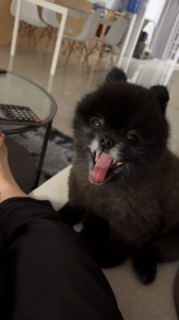 Pomeranian dog captured in morning domestic activities in Kathu