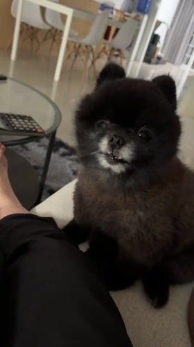 Pomeranian dog captured in morning domestic activities in Kathu
