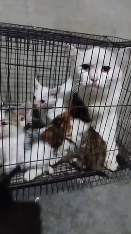 A mother cat and four kittens are in a metal cage. The mother cat is white with golden eyes and a pink nose. She is looking at the camera with her mouth open. The kittens are of various colors including white, brown, and black. The cage is on a grey floor.