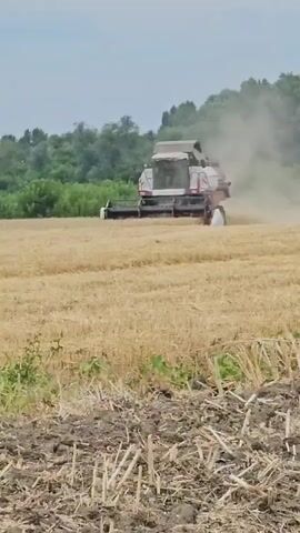 A combine harvester is shown in a field of dry, yellow crops, kicking up dust as it moves. In the foreground, the ground is tilled and covered with stubble. In the background, a line of green trees separates the field from the sky. The sky is overcast and appears to be a hazy blue.