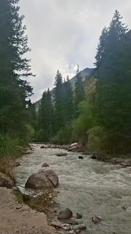 The video displays a fast-flowing, rocky mountain river surrounded by lush green coniferous trees and vegetation. The sky is overcast with clouds, suggesting a temperate climate. The camera angle is low, focusing on the water and the immediate surroundings. There are no people or animals visible in the frame, and no discernible actions or interactions are taking place beyond the natural movement of the water and the sway of the trees in the breeze. The scene evokes a sense of wild, untouched nature.