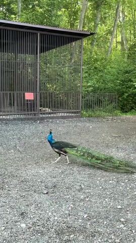A male peacock walks across a gravel-covered area in front of a large, open-air enclosure made of metal bars. The enclosure has a roof and a small shelter inside. Trees and foliage are visible behind the enclosure. The peacock has a vibrant blue and green neck and iridescent green tail feathers that trail behind it. Its head is turned to the left, and it is in mid-stride.