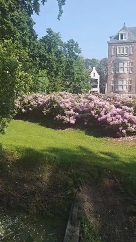 The video shows a large, brick building with many windows, surrounded by a green lawn and flowering bushes with pink blooms. There are trees and other green foliage visible, along with a small white building in the background. The sky is clear and blue. The camera pans slightly from left to right. There are no people visible in the shot.