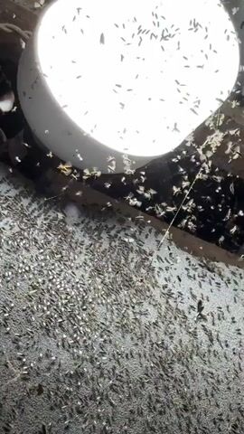 The video shows a bright light fixture with a large number of small insects, likely moths or gnats, swarming around it. Many of the insects are also gathered on the surface beneath the light. The insects are dark-colored and appear to be in flight or resting. The surface they are on appears to be textured, possibly a ceiling or wall. There are also some cobwebs visible, indicating the area may not be regularly cleaned. The lighting is low except for the bright fixture, creating shadows and highlighting the insects.