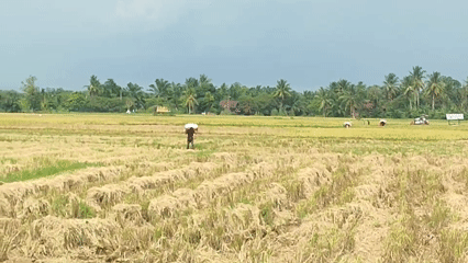 Harvested rice field observed in Lhokjok, Indonesia
