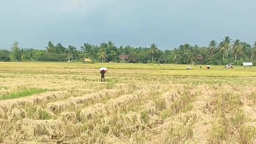 Harvested rice field observed in Lhokjok, Indonesia