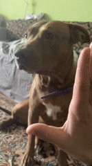Brown dog on a couch, purple collar, hand reaching in