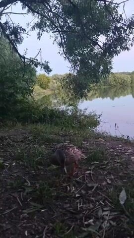 A duck is on the shore of a body of water. The duck is foraging in the grass and leaves near the water's edge. The water is calm and reflects the trees and sky. The sky is overcast.