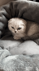 Moscow morning captures kitten and foggy cityscape