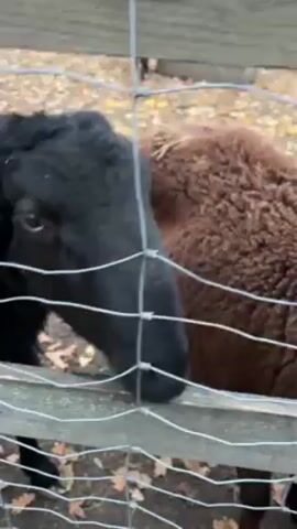 The video shows a fenced-in area with two sheep, one black and one brown. The ground is covered in fallen leaves. A hand reaches out and feeds a slice of potato to the black sheep through the fence. The sheep eats the potato slice.