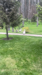 Geese, ducks spotted during sunny afternoon at Tolyatti park