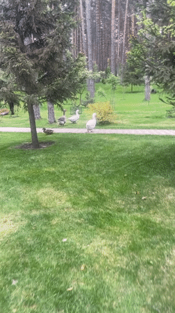 Geese, ducks spotted during sunny afternoon at Tolyatti park