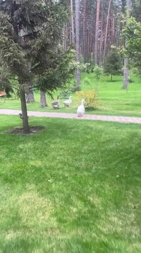 Geese, ducks spotted during sunny afternoon at Tolyatti park