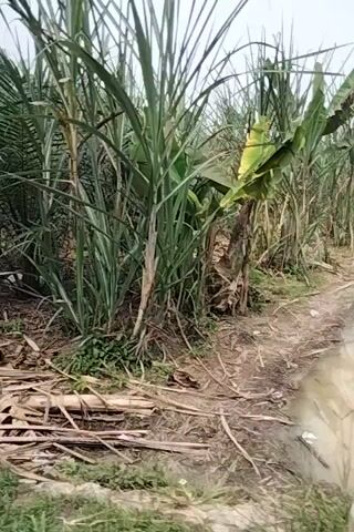 The video shows a muddy field with some green vegetation on the left side. The field appears to be flooded with murky water. There are several small mounds or puddles of water scattered across the field. The vegetation on the left consists of tall green plants, possibly reeds or sugarcane, and some banana trees. The sky is overcast and appears to be a dull gray. The video is shot from a low angle and is mostly static, with some slight panning.