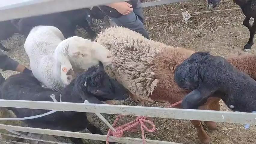 A group of sheep and lambs are in a pen. A person wearing blue jeans and a dark top is visible, interacting with the animals. The animals are on a dirt and hay-covered ground. Some of the sheep and lambs have ropes around their necks. One white sheep is partially visible, along with several black sheep and lambs, and one brown sheep. The pen has metal railings.