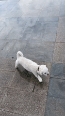 Morning dog walk captured amid Yekaterinburg's post-rain urban landscape