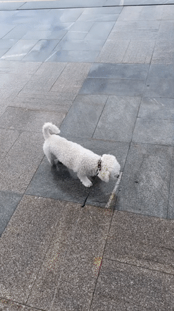 Morning dog walk captured amid Yekaterinburg's post-rain urban landscape