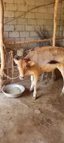 A light brown calf stands in a stable near a metal bowl filled with feed. The calf is facing the bowl and appears to be eating. The stable has a brick wall in the background, wooden posts, and wire fencing. The ground is covered in dirt and hay.
