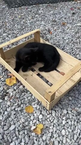 A black kitten is in a wooden crate filled with gravel. The kitten is grooming itself. A grey tabby cat is sitting on a black mat outside. There are yellow and red crates filled with bottles. A tabby cat is sleeping on a white chair.